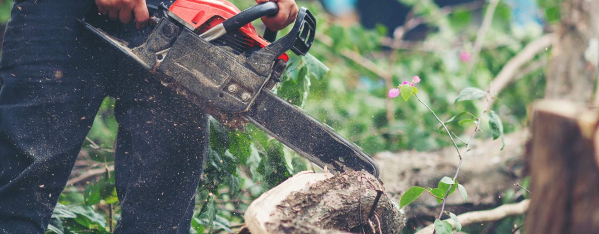 Abattage arbre à Cholet
